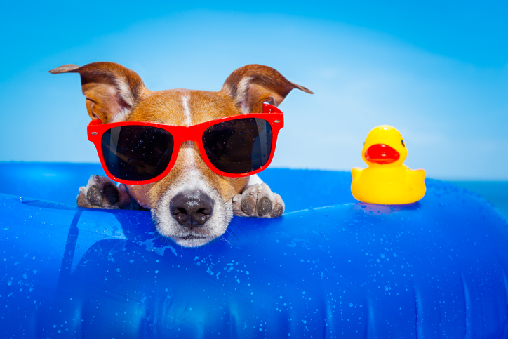 A dog lounges in his floaty tube wearing sunglasses enjoying his day on the beach, his rubber ducky is with him too.